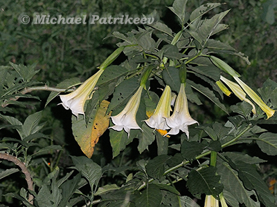 Angel Trumpet (Brugmansia suaveolens)